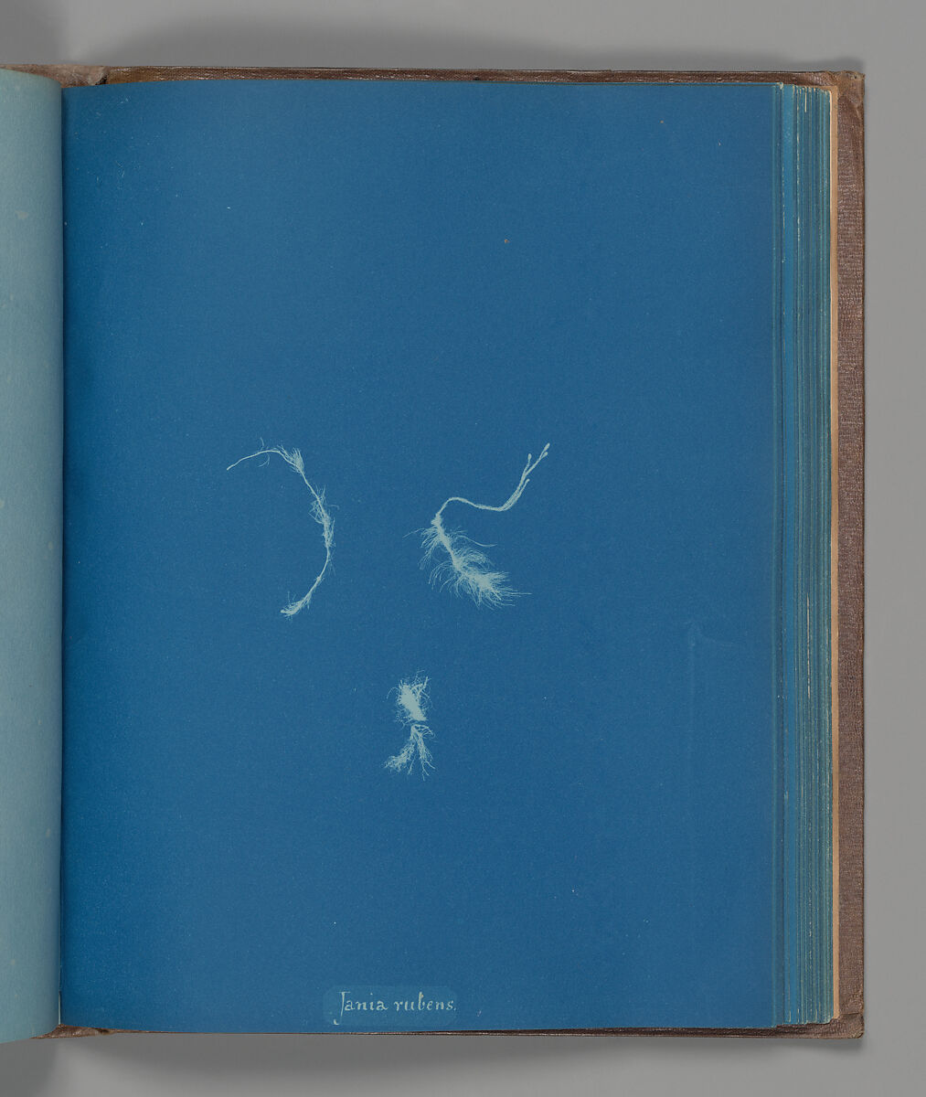 Jania rubens, Anna Atkins (British, 1799–1871), Cyanotype 