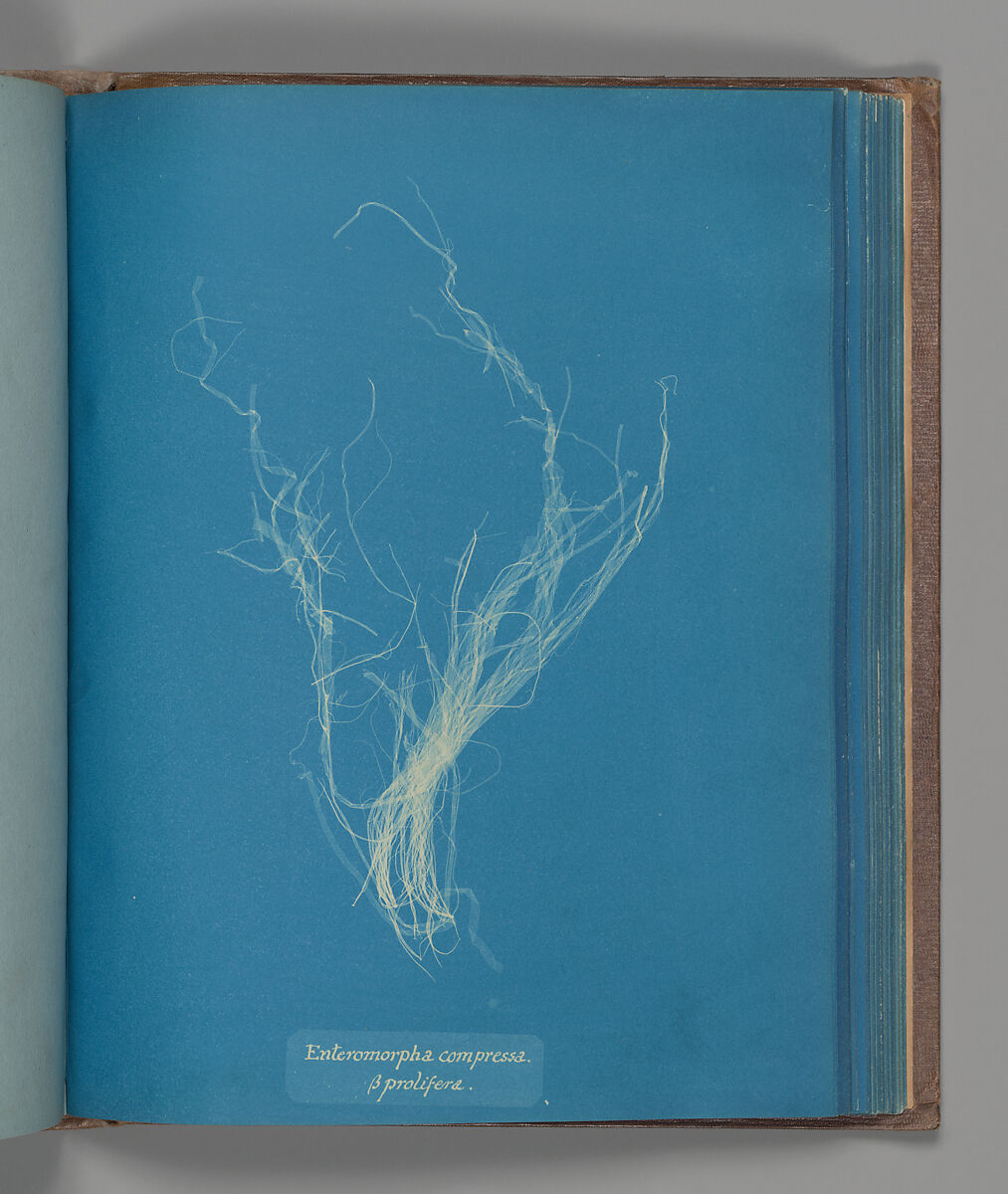 Enteromorphia compressa, ß prolifera, Anna Atkins (British, 1799–1871), Cyanotype 