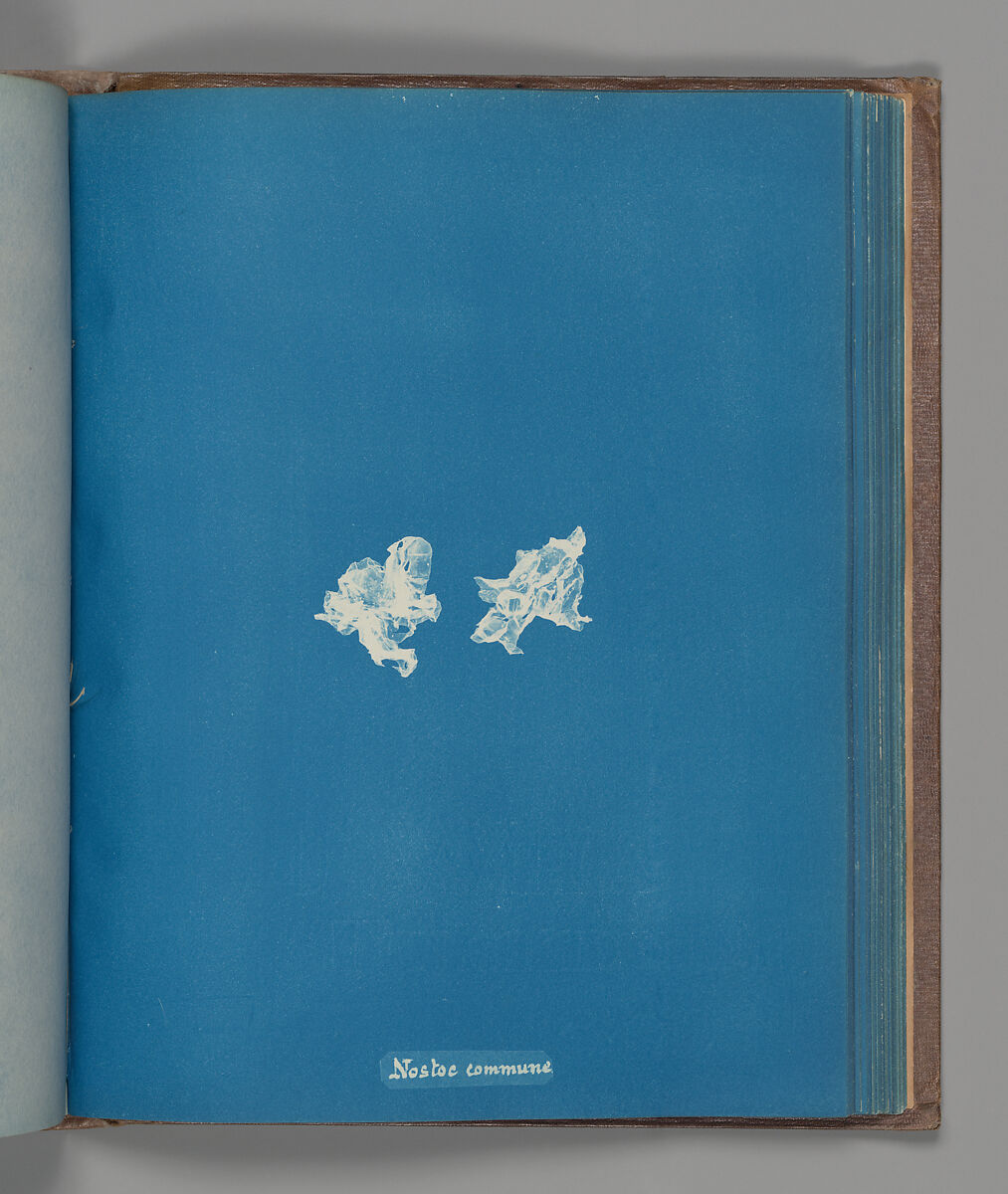 Nostoe commune, Anna Atkins (British, 1799–1871), Cyanotype 