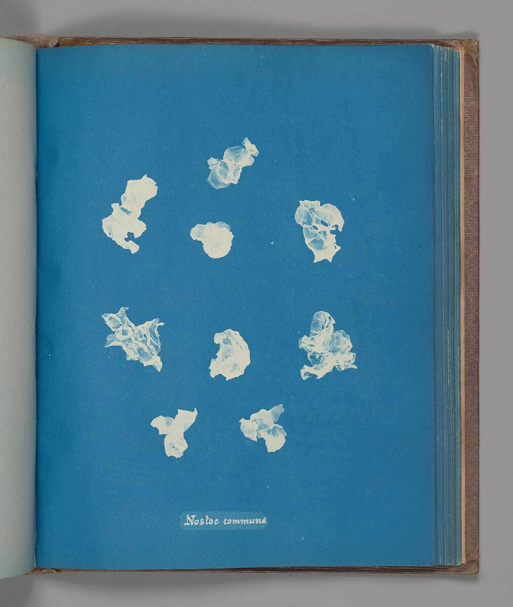 Nostoe commune, Anna Atkins (British, 1799–1871), Cyanotype 