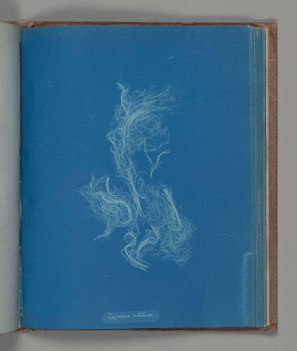 Zygnema nitidum, Anna Atkins (British, 1799–1871), Cyanotype 