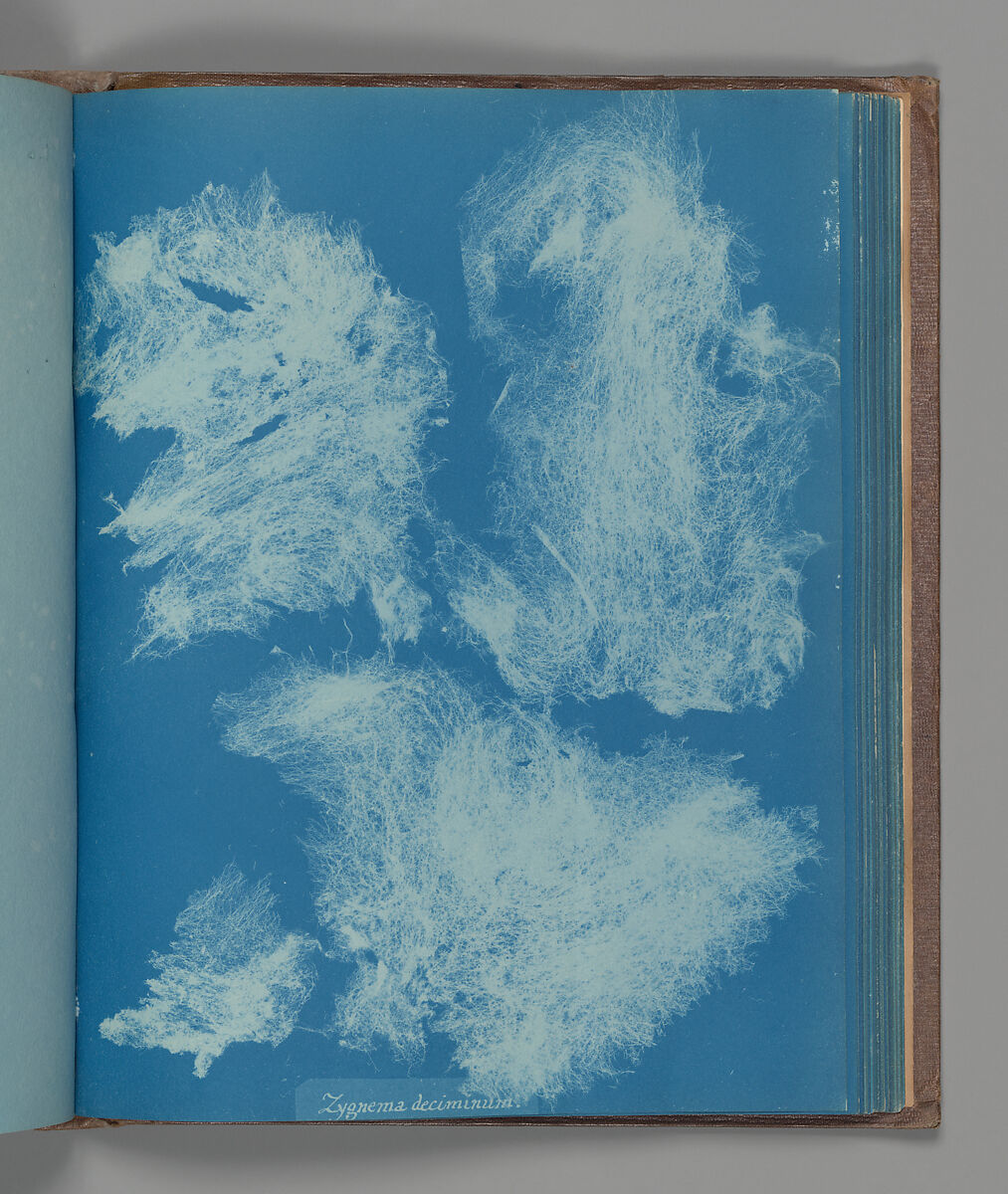 Zygnema deciminum, Anna Atkins (British, 1799–1871), Cyanotype 
