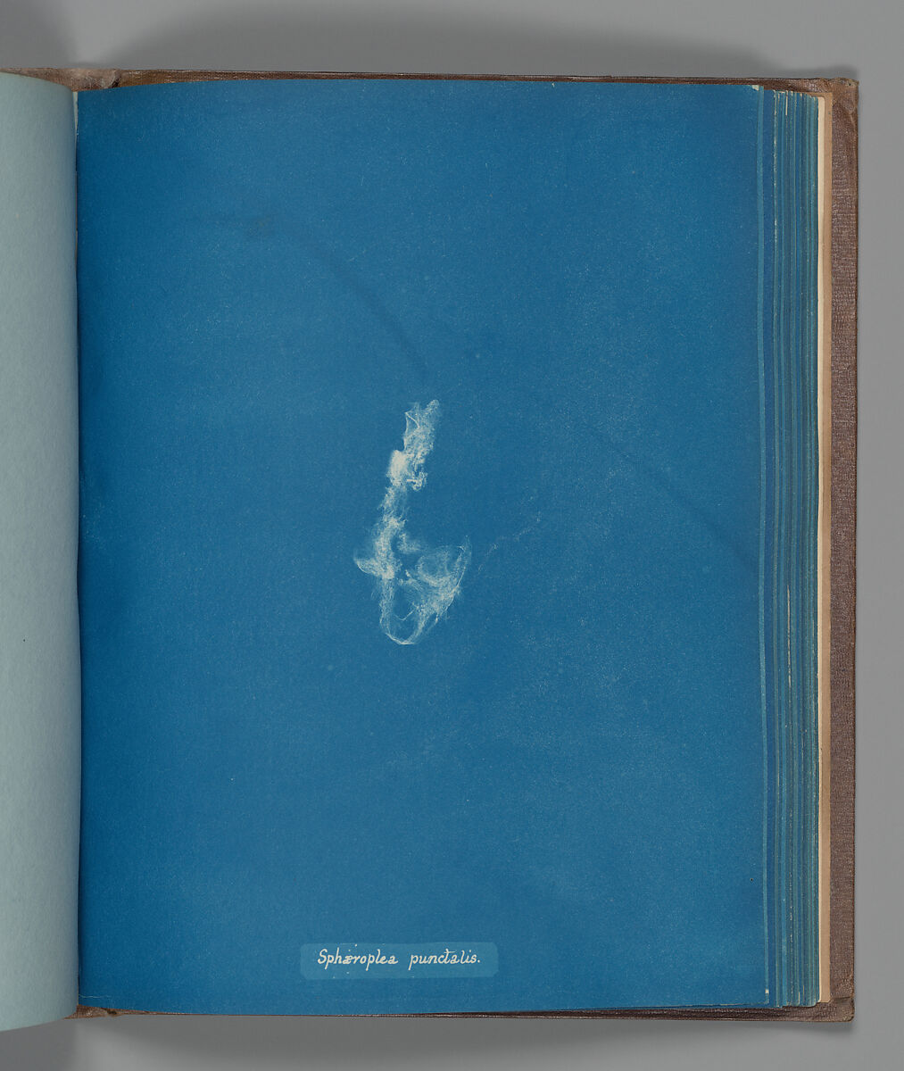Sphæroplea punctalis, Anna Atkins (British, 1799–1871), Cyanotype 