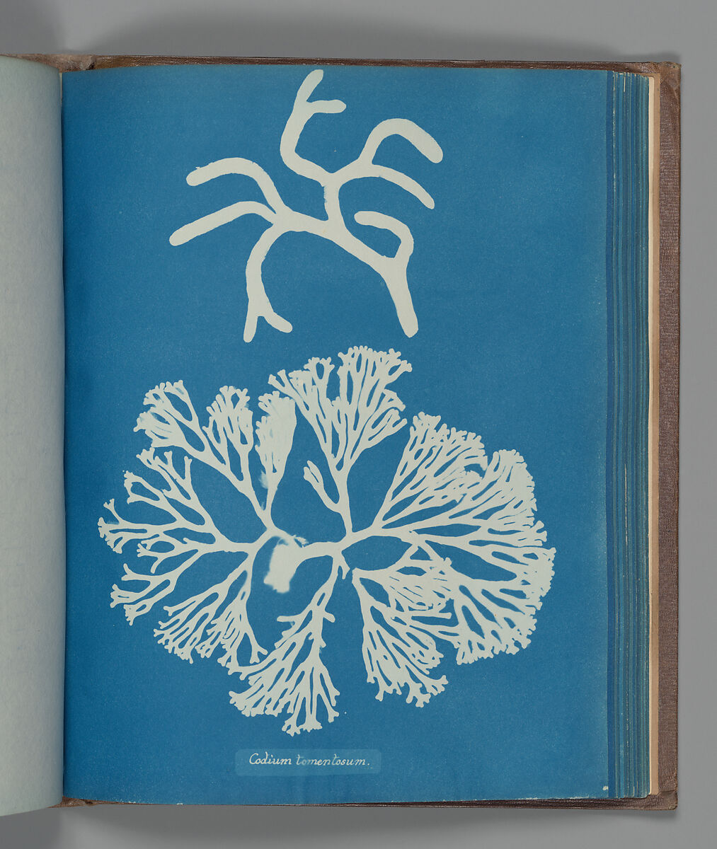 Codium tomentosum, Anna Atkins (British, 1799–1871), Cyanotype 