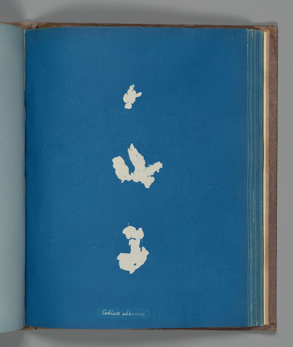 Codium adhærenus, Anna Atkins (British, 1799–1871), Cyanotype 