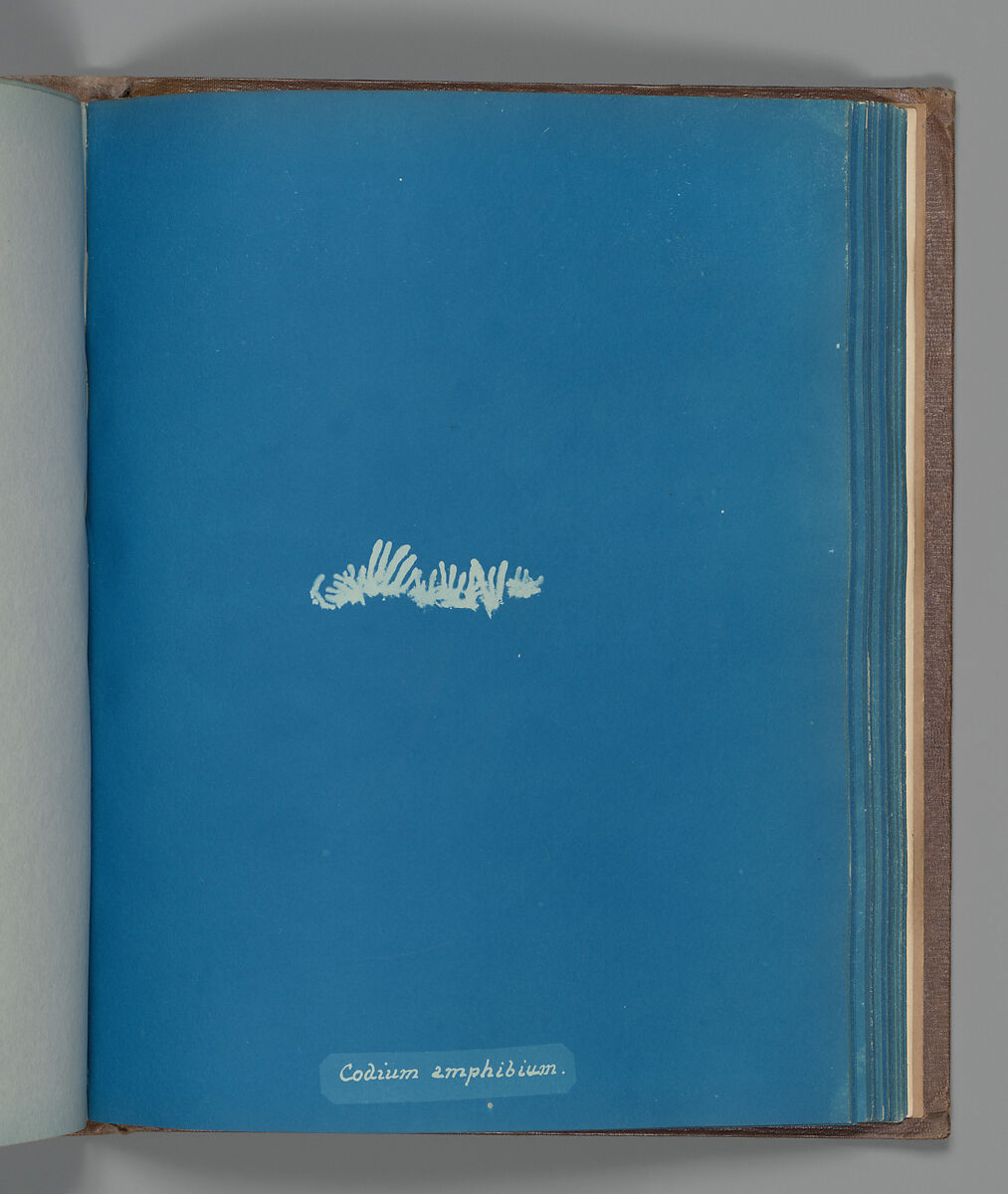 Codium amphibium, Anna Atkins (British, 1799–1871), Cyanotype 