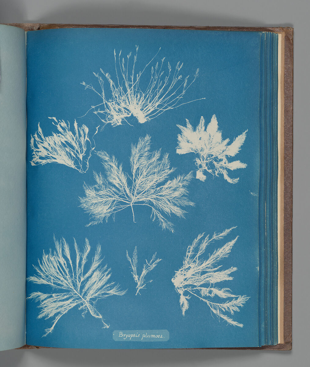 Bryopsis plumosa, Anna Atkins (British, 1799–1871), Cyanotype 