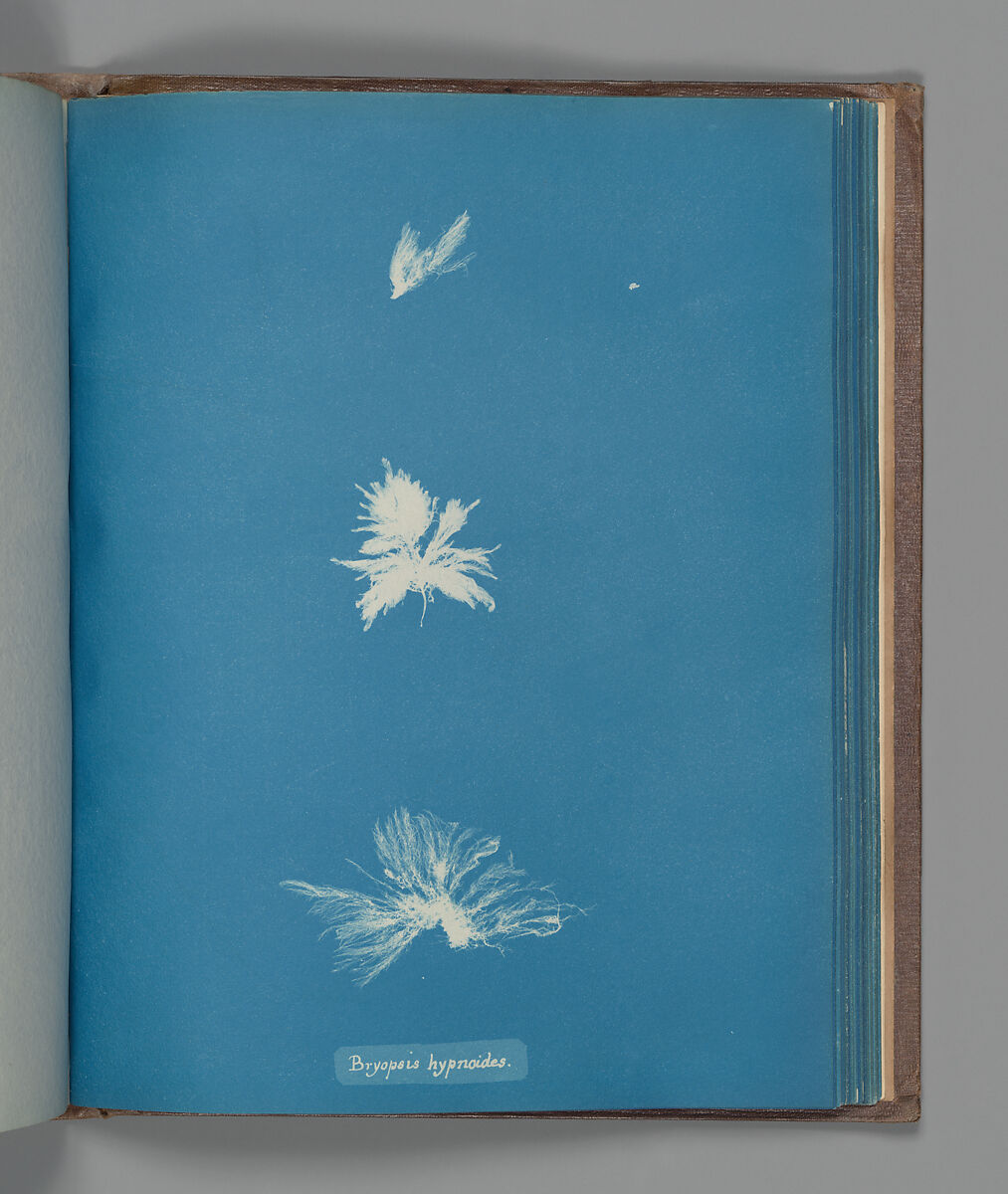 Bryopsis hypnoides, Anna Atkins (British, 1799–1871), Cyanotype 