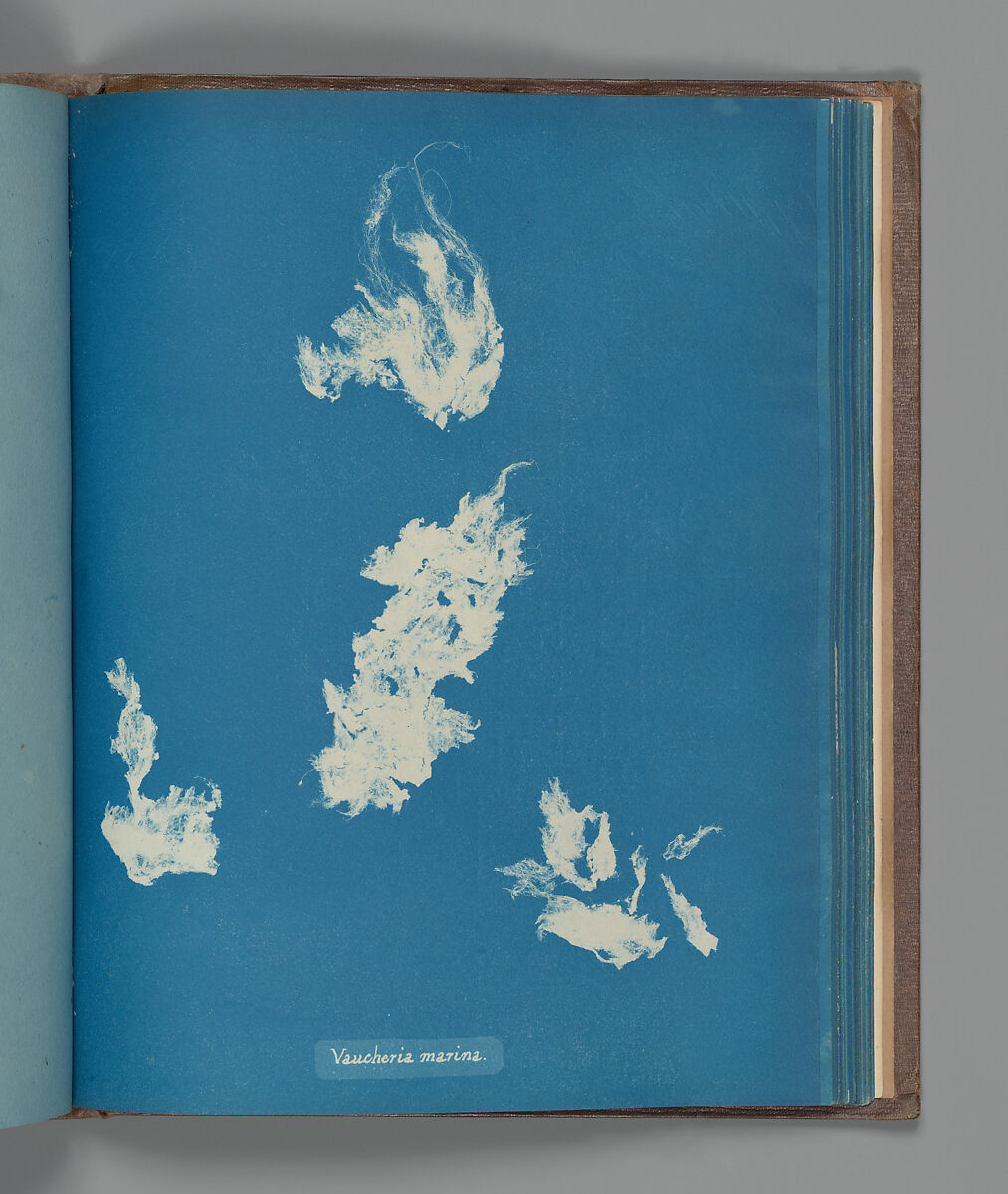 Vaucheria marina, Anna Atkins (British, 1799–1871), Cyanotype 