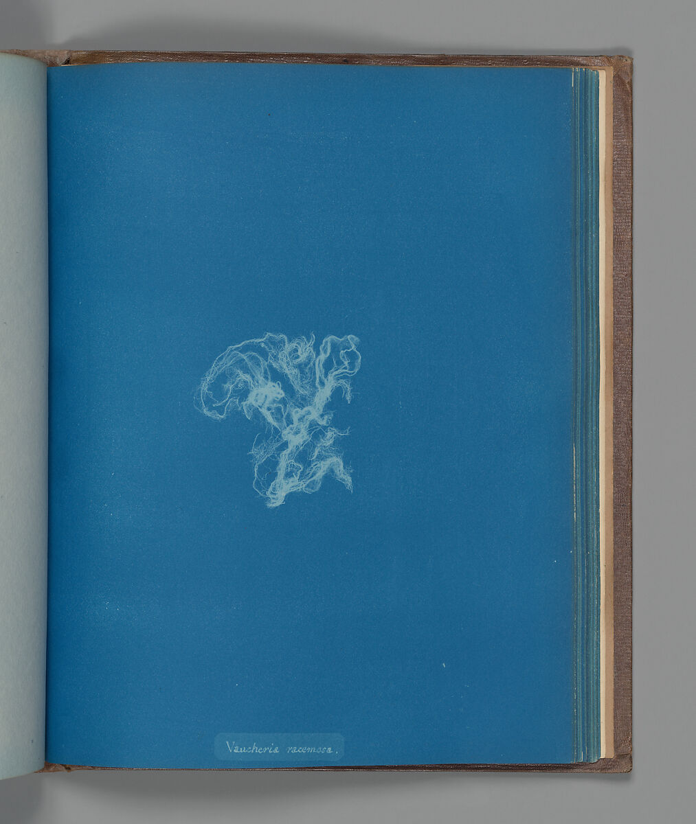 Vaucheria racemosa, Anna Atkins (British, 1799–1871), Cyanotype 