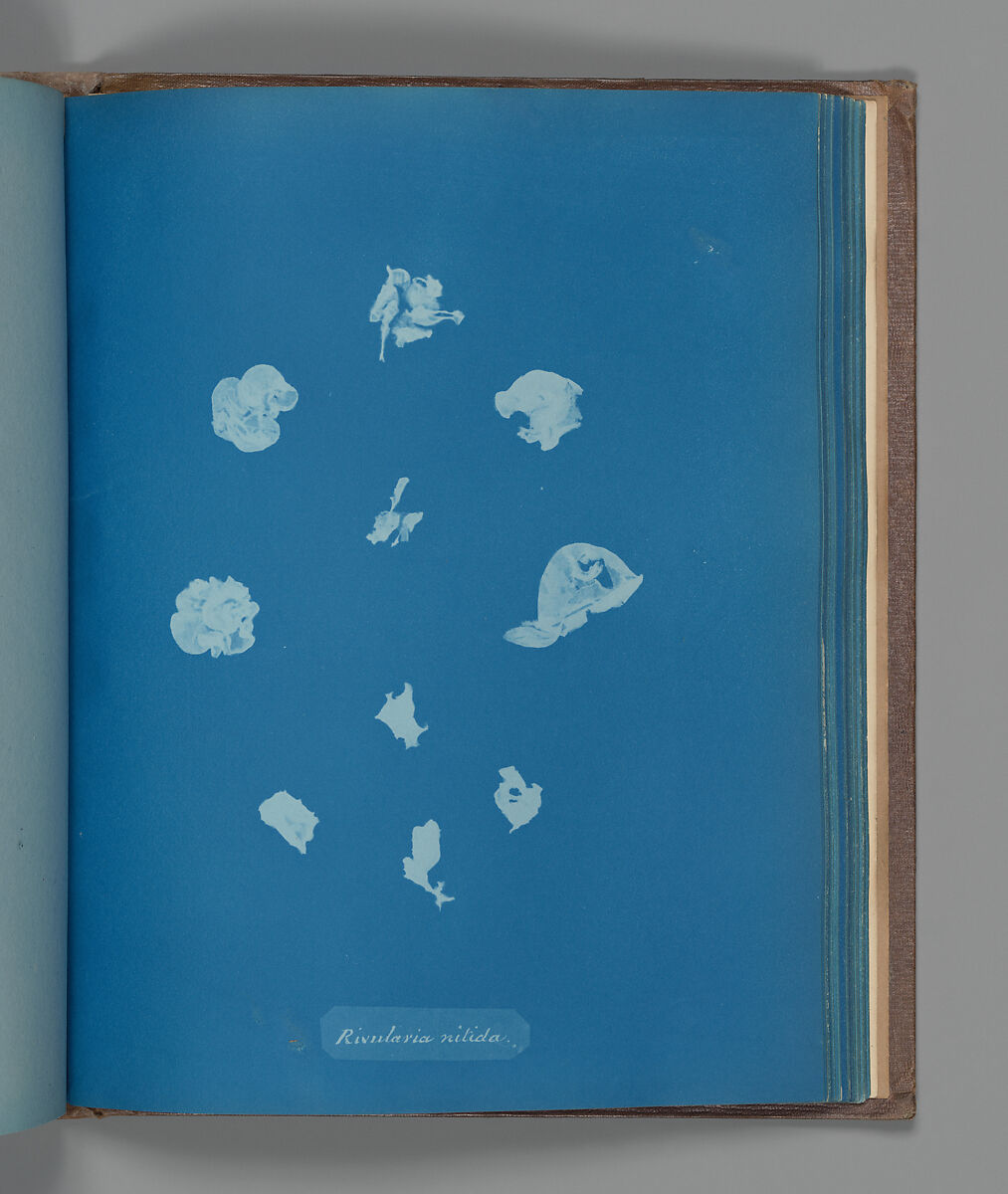 Rivularia nitida, Anna Atkins (British, 1799–1871), Cyanotype 