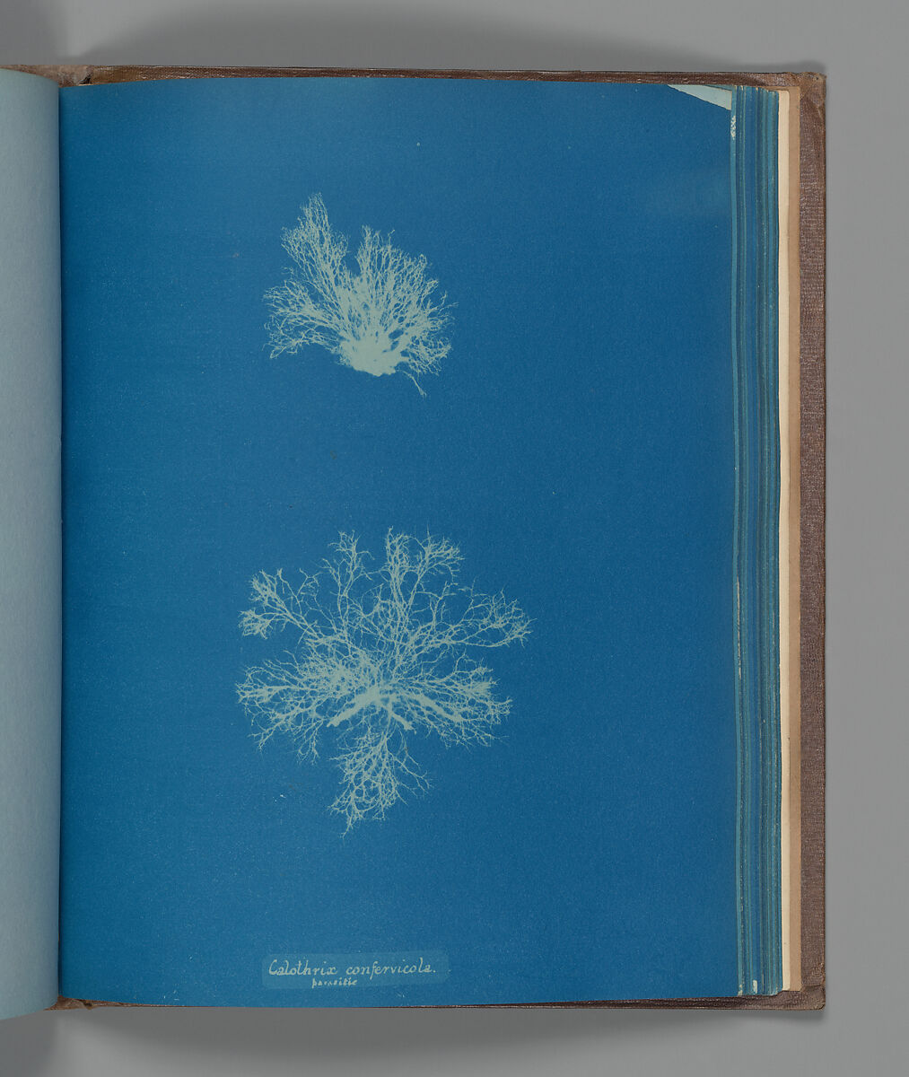 Calothrix confervicola, parasitic, Anna Atkins (British, 1799–1871), Cyanotype 
