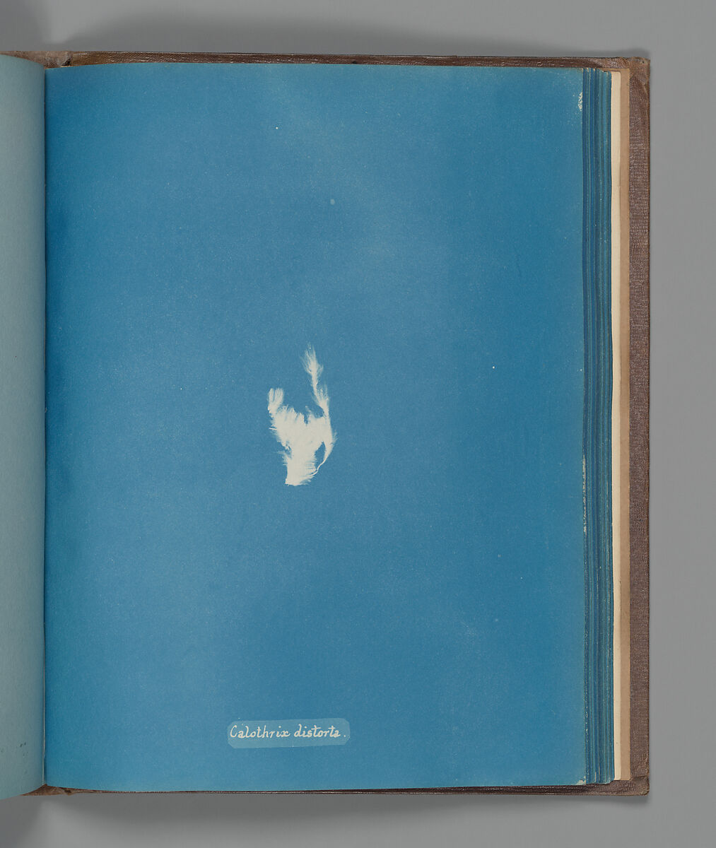 Calothrix distorta, Anna Atkins (British, 1799–1871), Cyanotype 