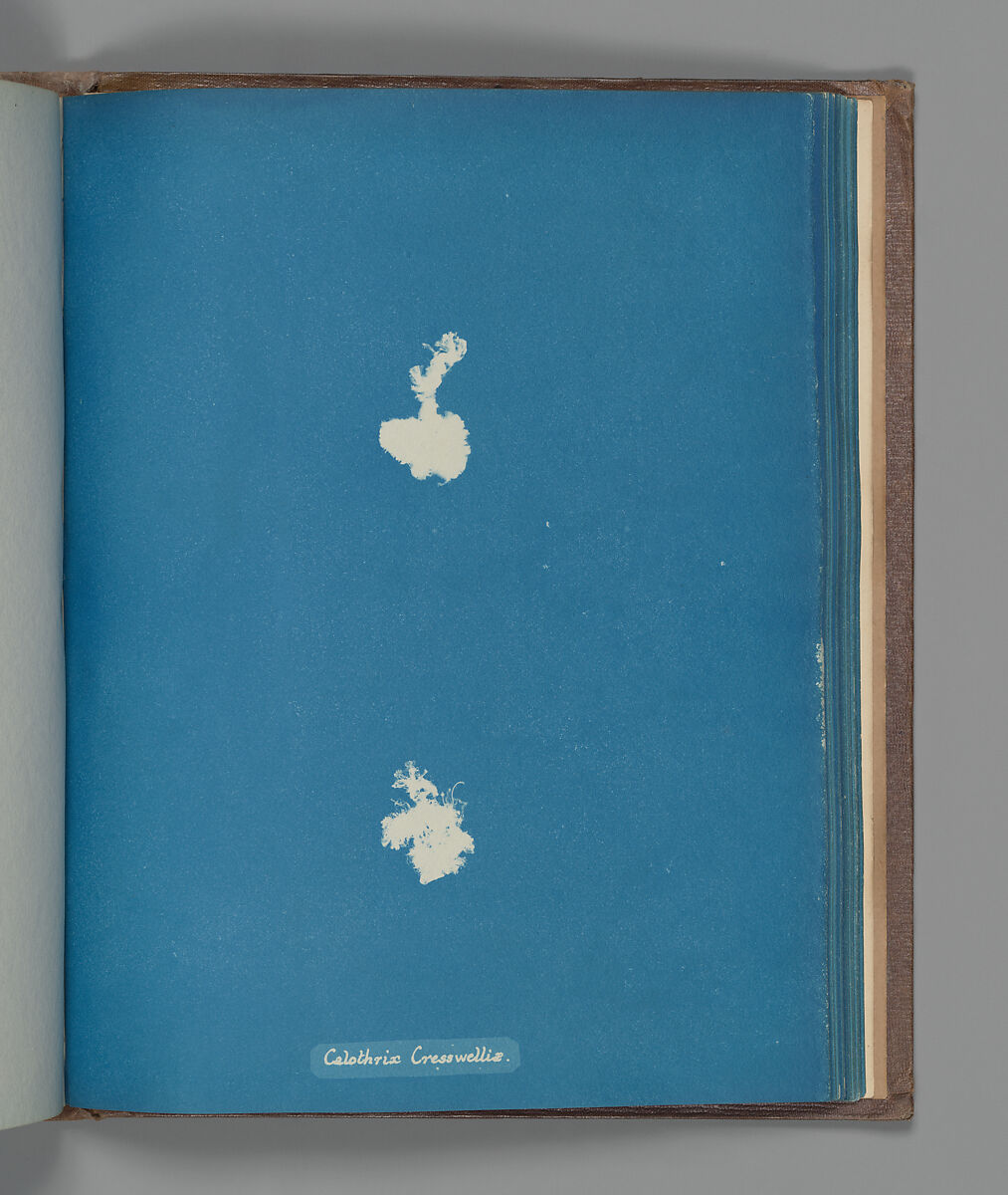 Calothrix Cresswelliæ, Anna Atkins (British, 1799–1871), Cyanotype 