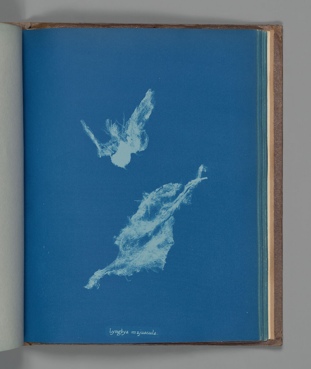 Lyngbya majuscula, Anna Atkins (British, 1799–1871), Cyanotype 