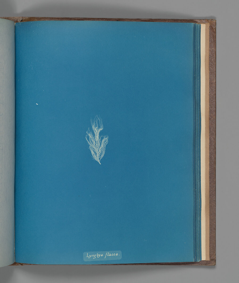 Lyngbya flacca, Anna Atkins (British, 1799–1871), Cyanotype 