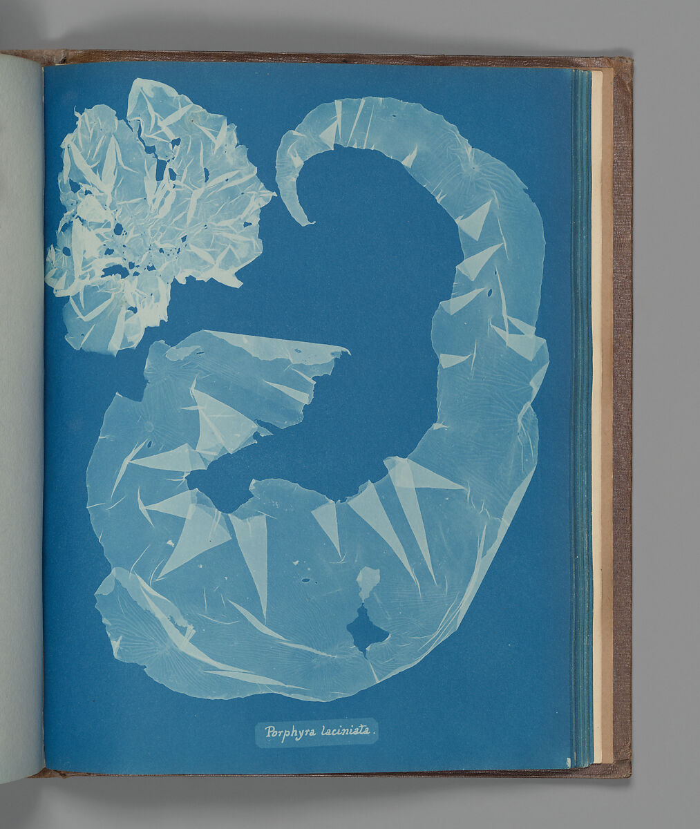 Porphyra laciniata, Anna Atkins (British, 1799–1871), Cyanotype 