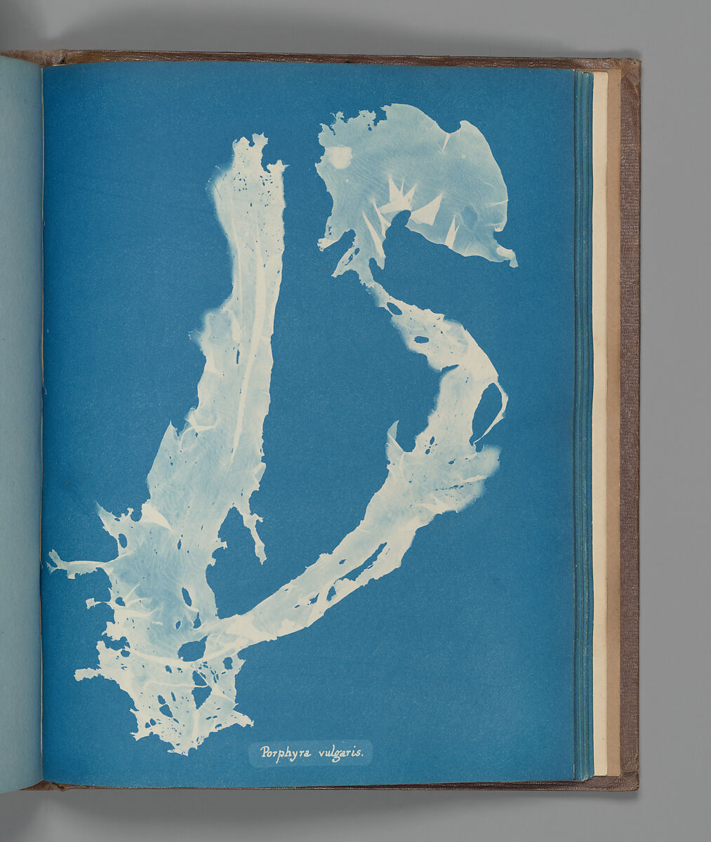 Porphyra vulgaris, Anna Atkins (British, 1799–1871), Cyanotype 