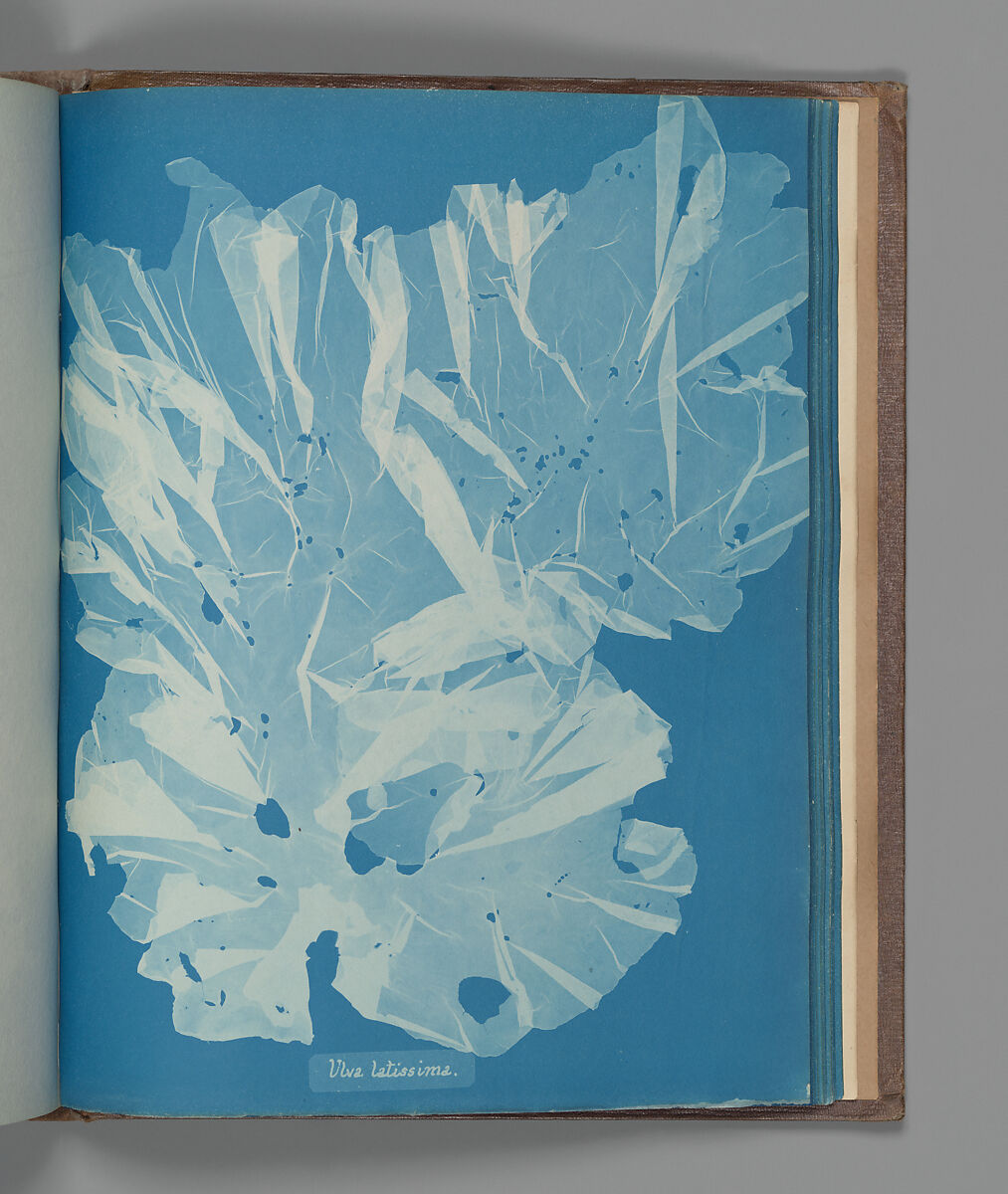 Ulva latissima, Anna Atkins (British, 1799–1871), Cyanotype 