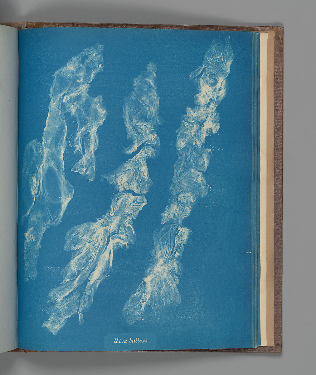 Ulva bullosa, Anna Atkins (British, 1799–1871), Cyanotype 