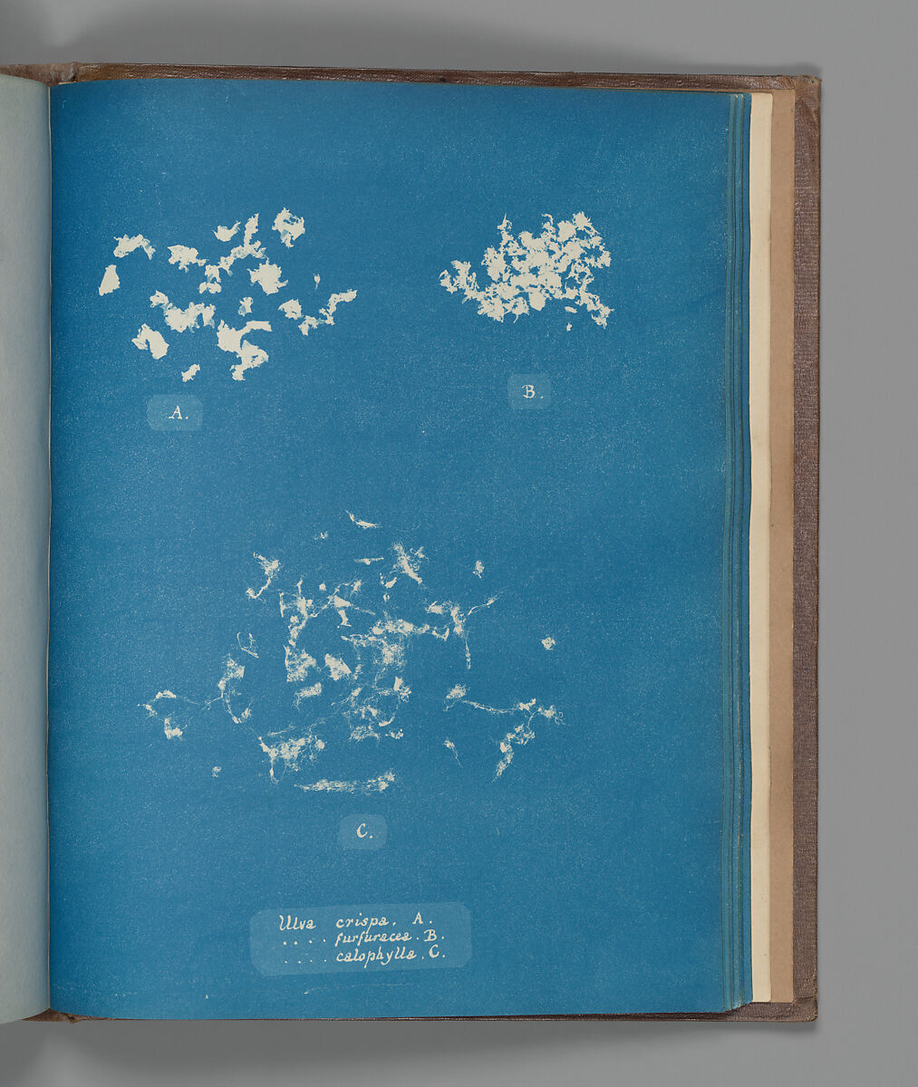 Ulva crispa, A. Ulva furfuracea, B. Ulva calophylla, C., Anna Atkins (British, 1799–1871), Cyanotype 