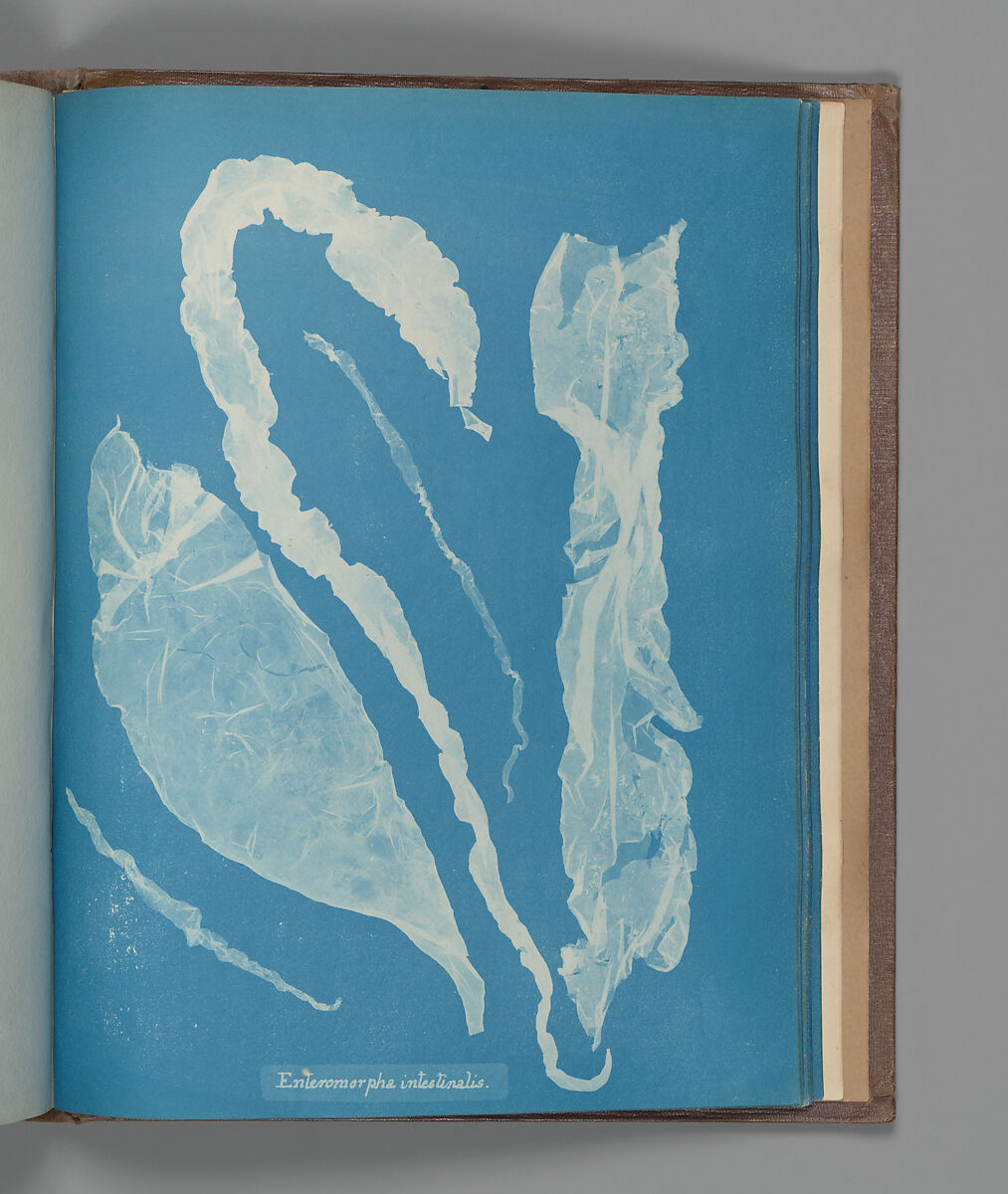 Enteromorpha intestinalis, Anna Atkins (British, 1799–1871), Cyanotype 