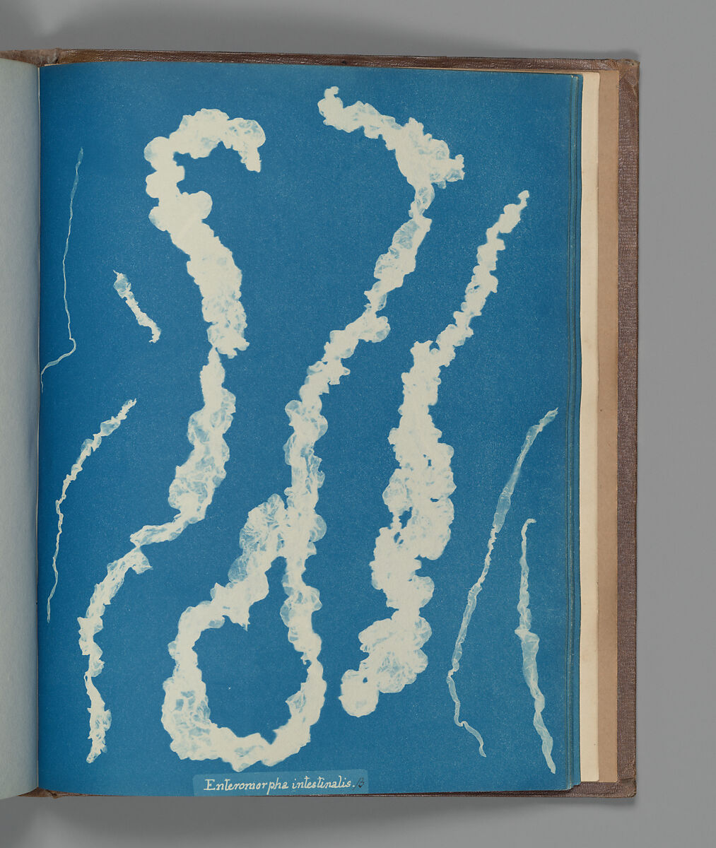 Enteromorpha intestinalis ß, Anna Atkins (British, 1799–1871), Cyanotype 