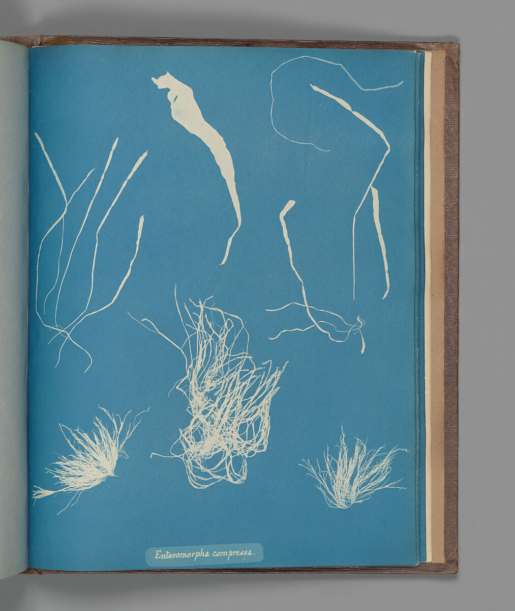Enteromorpha compressa, Anna Atkins (British, 1799–1871), Cyanotype 