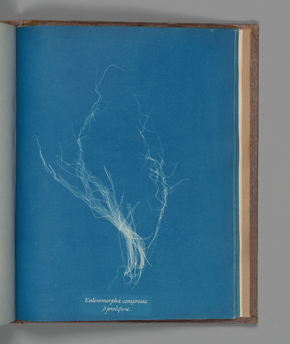 Enteromorpha compressa, ß prolifera, Anna Atkins (British, 1799–1871), Cyanotype 