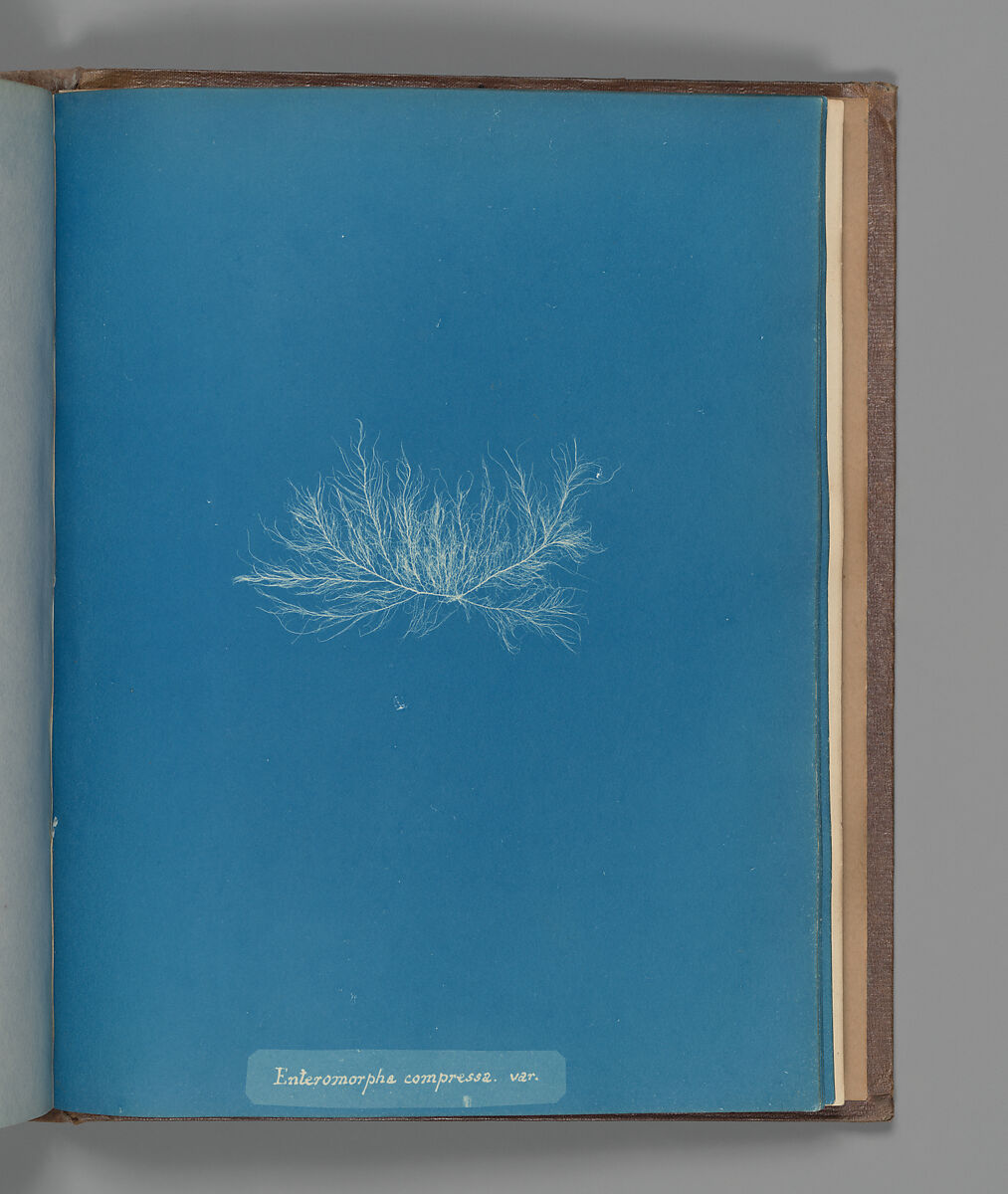Enteromorpha compressa, var., Anna Atkins (British, 1799–1871), Cyanotype 