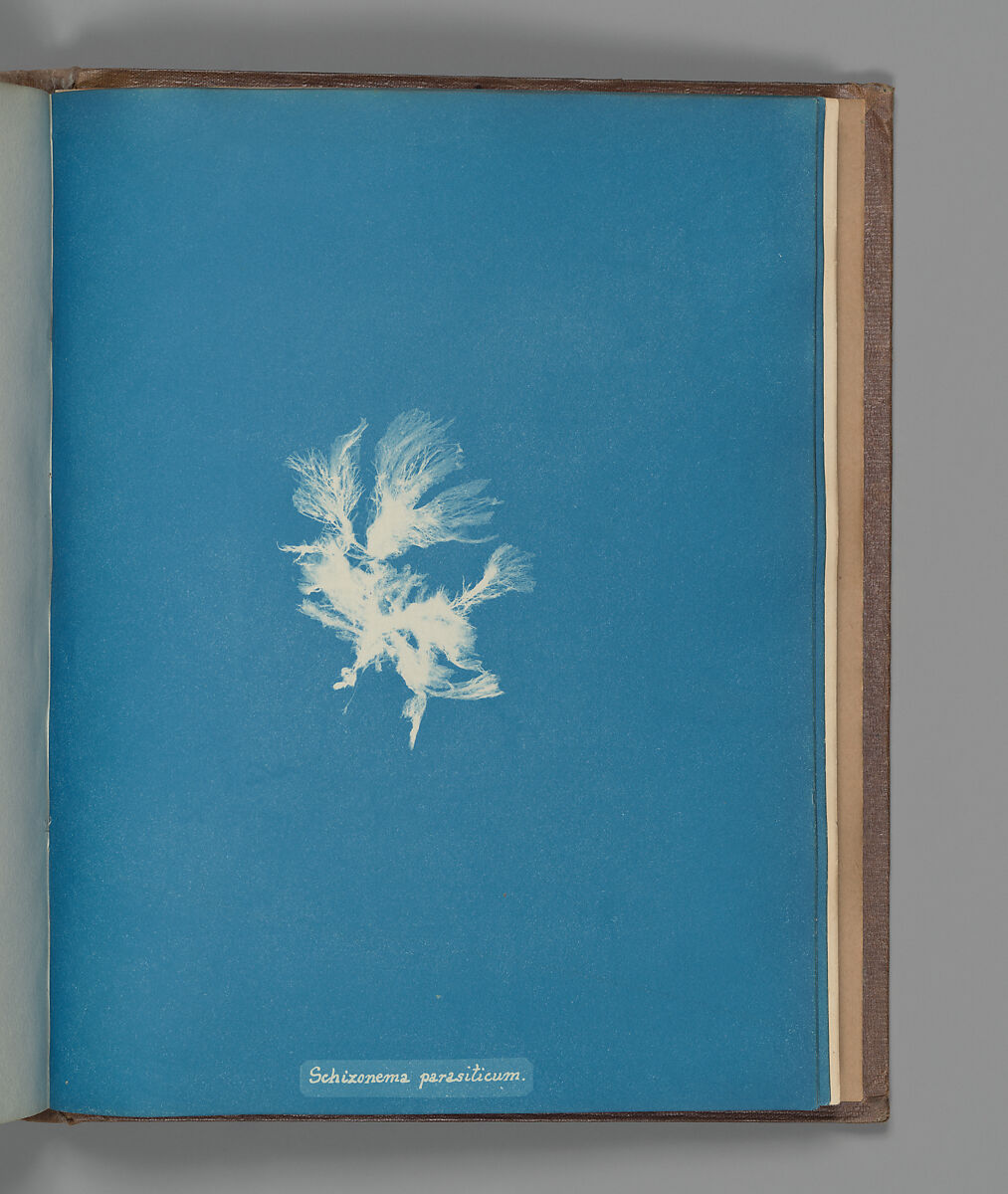 Schizonema parasiticum, Anna Atkins (British, 1799–1871), Cyanotype 
