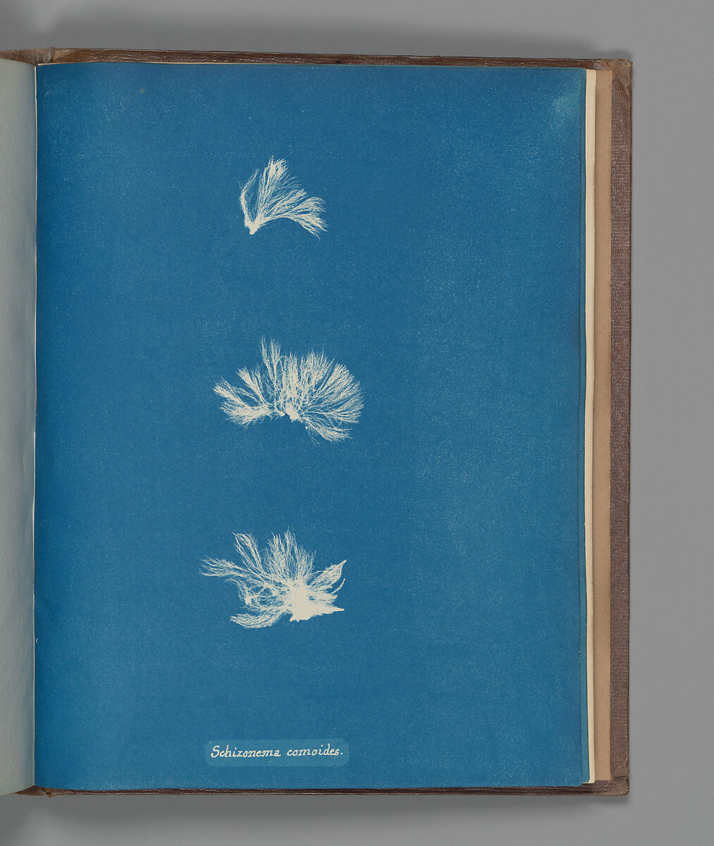 Schizonema comoides, Anna Atkins (British, 1799–1871), Cyanotype 