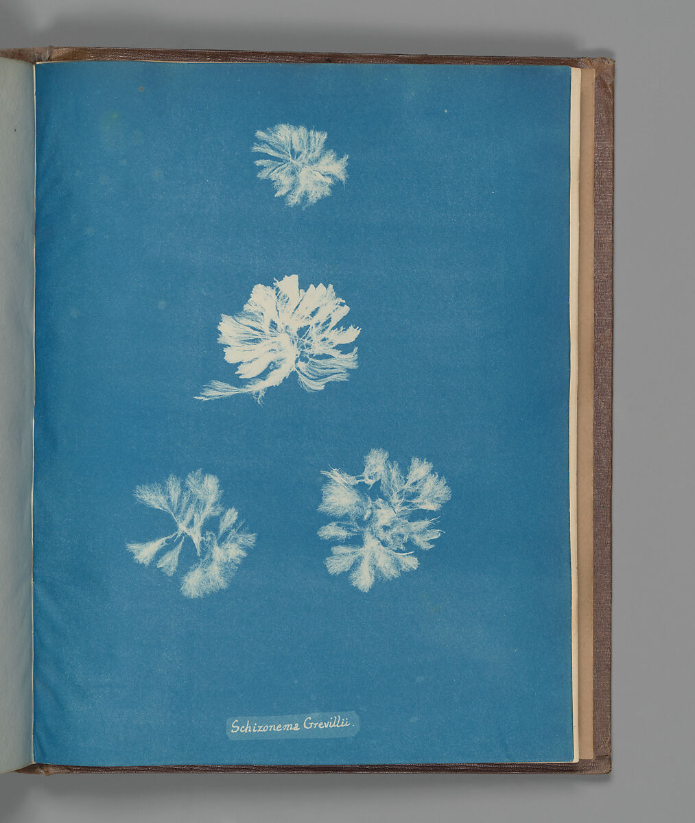 Schizonema Grevillii, Anna Atkins (British, 1799–1871), Cyanotype 