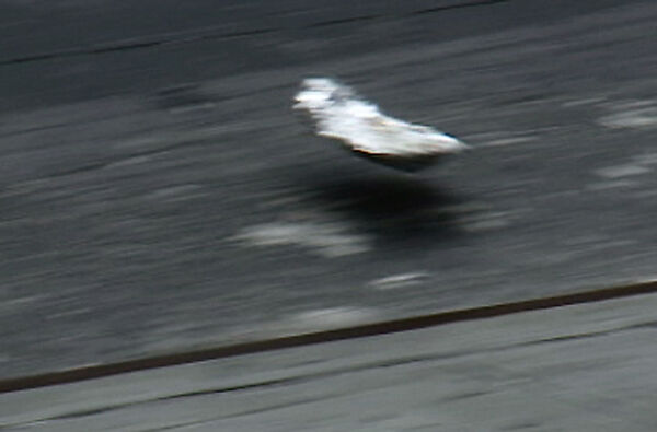 Incidents, Igor and Svetlana Kopystiansky (American, born 1954 and 1950), Single-channel digital video, color, sound, 14 min., 49 sec.