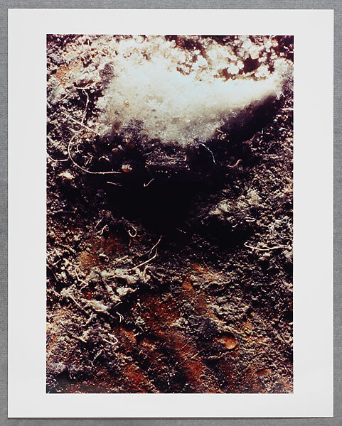 Copperhead Grid, Moyra Davey (American, born Toronto, 1958), Chromogenic prints