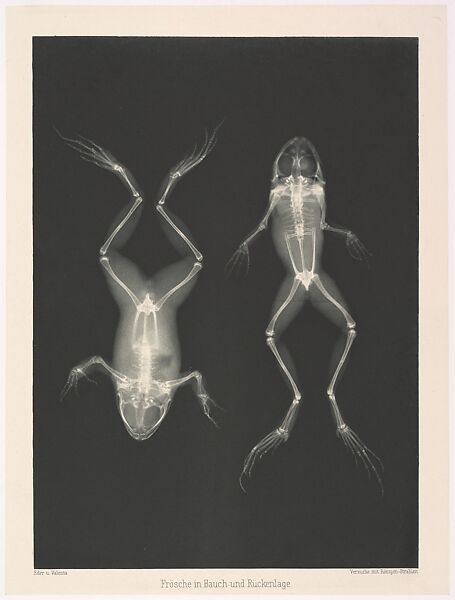 Versuche über Photographie mittelst der Röntgen'schen Strahlen, Josef Maria Eder (Austrian, Krems an der Donau, 1855–1944 Kitzbühel) and, Photogravures