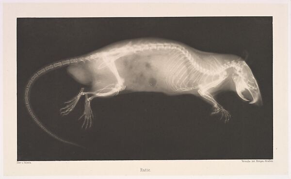 Versuche über Photographie mittelst der Röntgen'schen Strahlen, Josef Maria Eder (Austrian, Krems an der Donau, 1855–1944 Kitzbühel) and, Photogravures