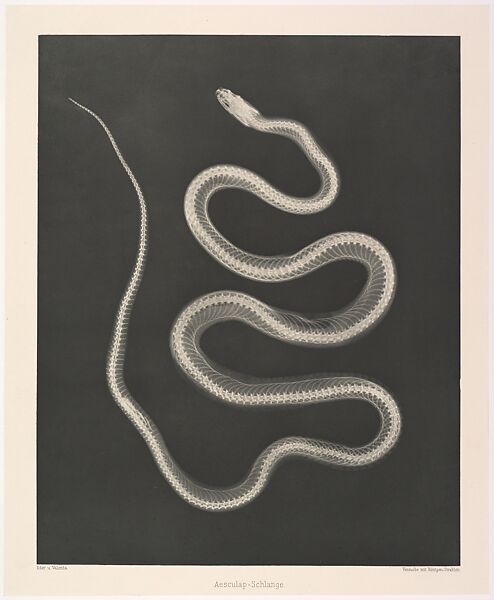 Versuche über Photographie mittelst der Röntgen'schen Strahlen, Josef Maria Eder (Austrian, Krems an der Donau, 1855–1944 Kitzbühel) and, Photogravures