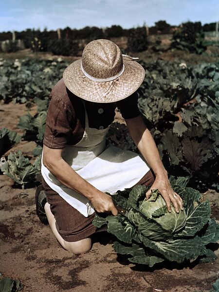 Virginia Norris with Homegrown Cabbage, One of the Many Vegetables Which the Homesteaders Grow in Abundance, Debbie Grossman (American, born 1977), Inkjet print 