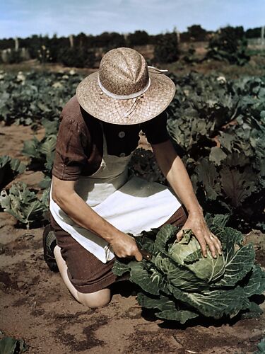 Virginia Norris with Homegrown Cabbage, One of the Many Vegetables Which the Homesteaders Grow in Abundance