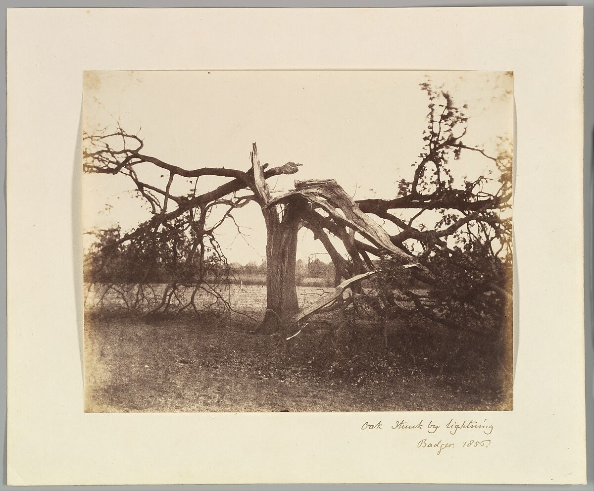Oak Struck by Lightning, Badger, 1856., Alfred Capel Cure (British, 1826–1896), Albumen silver print from paper negative 