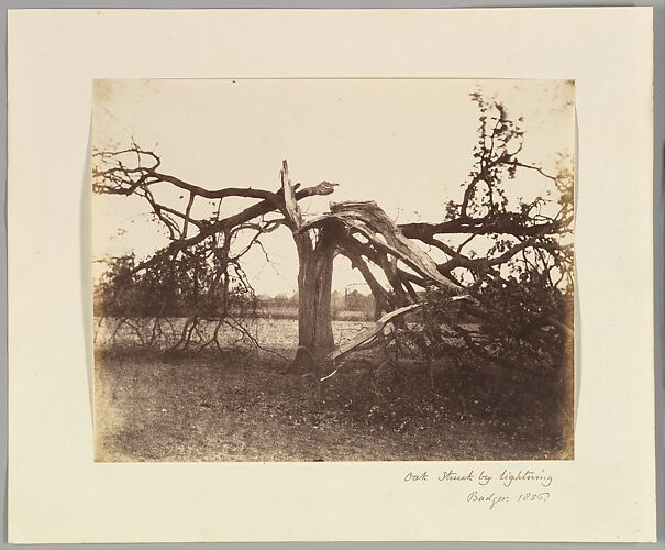 Oak Struck by Lightning, Badger, 1856.
