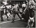[Police Dogs Attack Demonstrators, Birmingham, Alabama Protests]