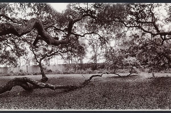 Angel Oak, John Yang (American, born China, Suchow 1933–2009 New York), Gelatin silver print