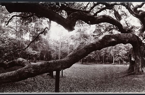 Angel Oak, John Yang (American, born China, Suchow 1933–2009 New York), Gelatin silver print