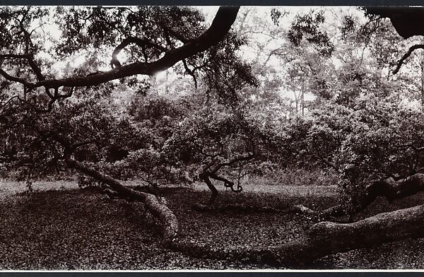 Angel Oak, John Yang (American, born China, Suchow 1933–2009 New York), Gelatin silver print