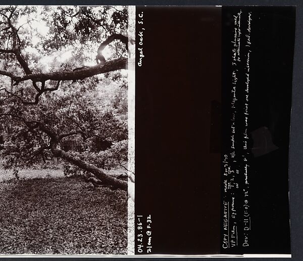 Angel Oak, John Yang (American, born China, Suchow 1933–2009 New York), Gelatin silver print