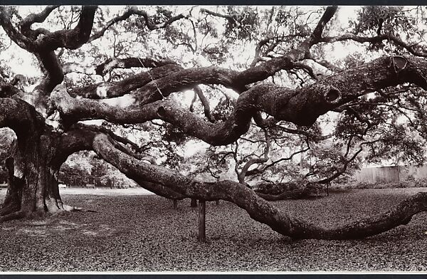 Angel Oak, John Yang (American, born China, Suchow 1933–2009 New York), Gelatin silver print