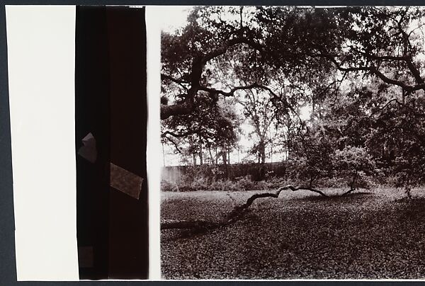 Angel Oak, John Yang (American, born China, Suchow 1933–2009 New York), Gelatin silver print