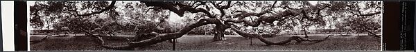 Angel Oak, John Yang (American, born China, Suchow 1933–2009 New York), Gelatin silver print 